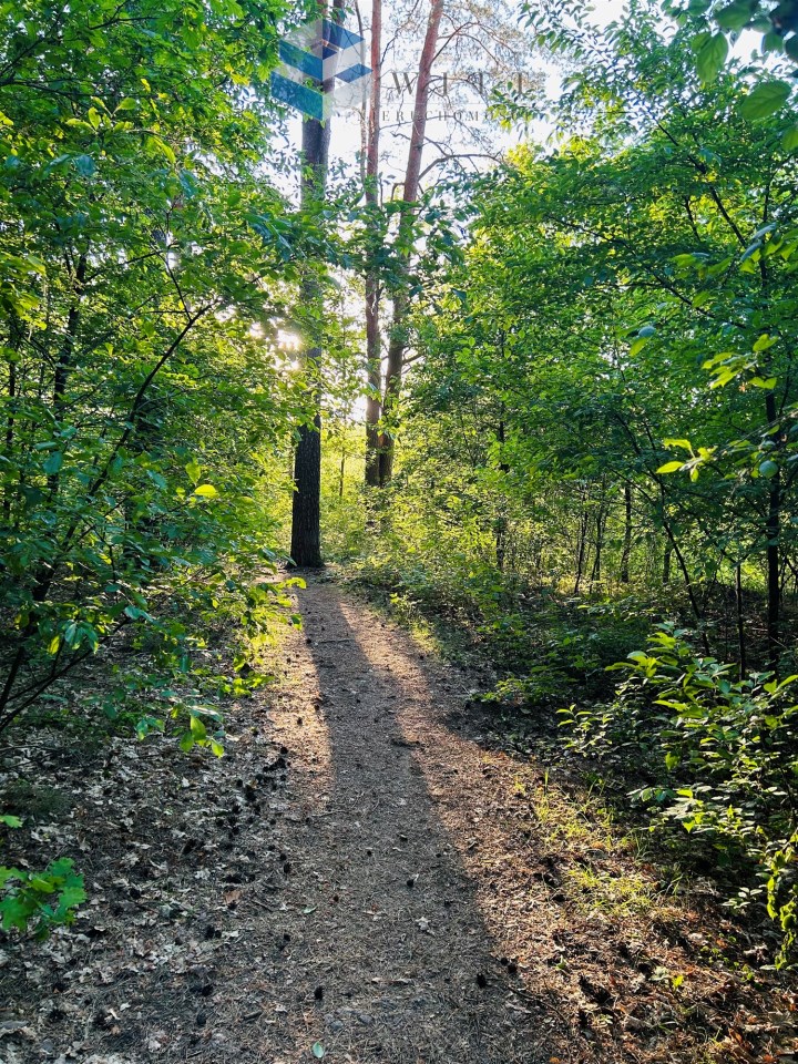 Ścieżka leśna otoczona gęstą zielenią drzew, z promieniami słońca przebijającymi się przez liście.