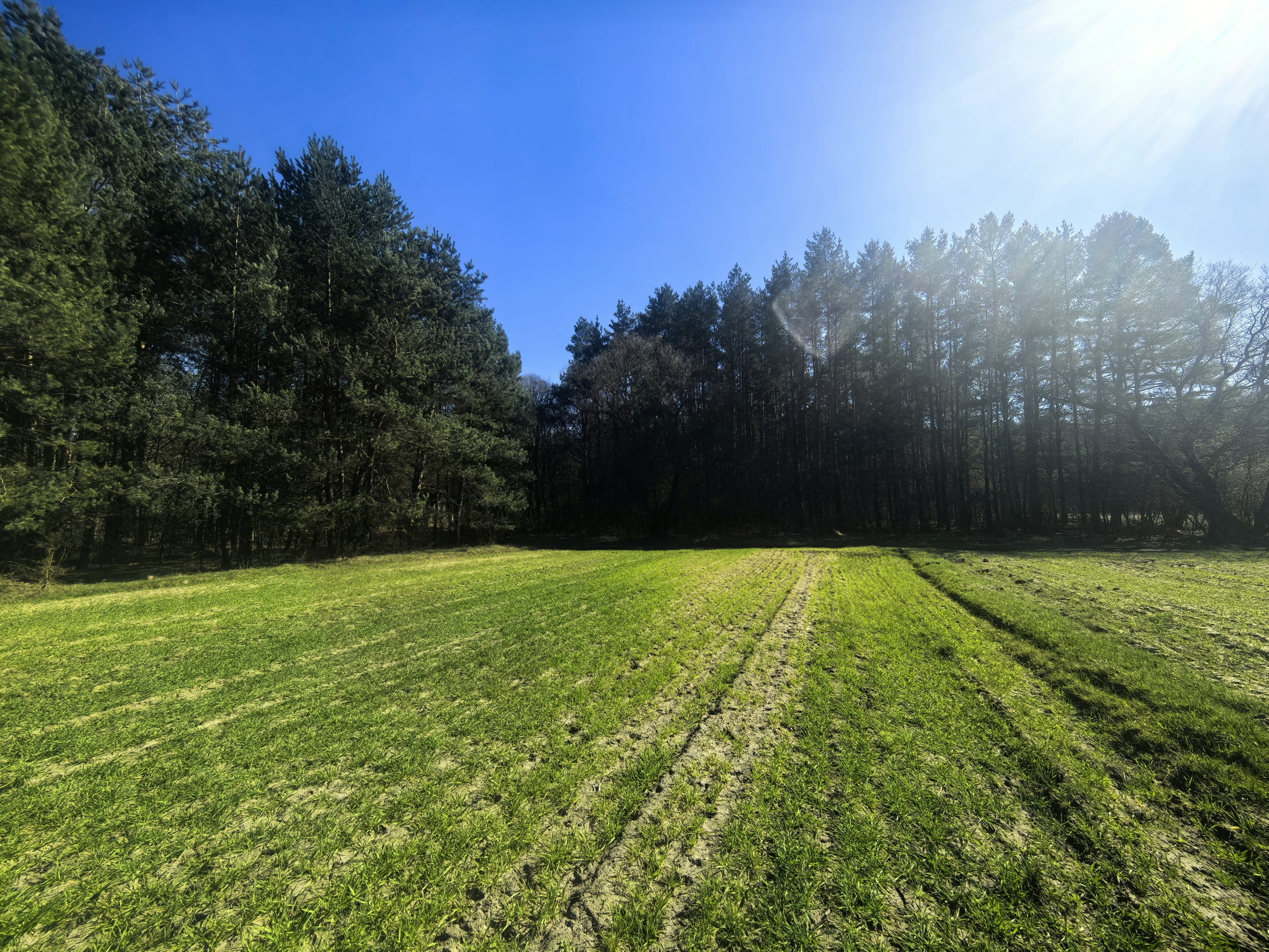 Zielona działka budowlano-rolna o powierzchni 1,34 ha, otoczona lasem, z widokiem na niebo i słońce.