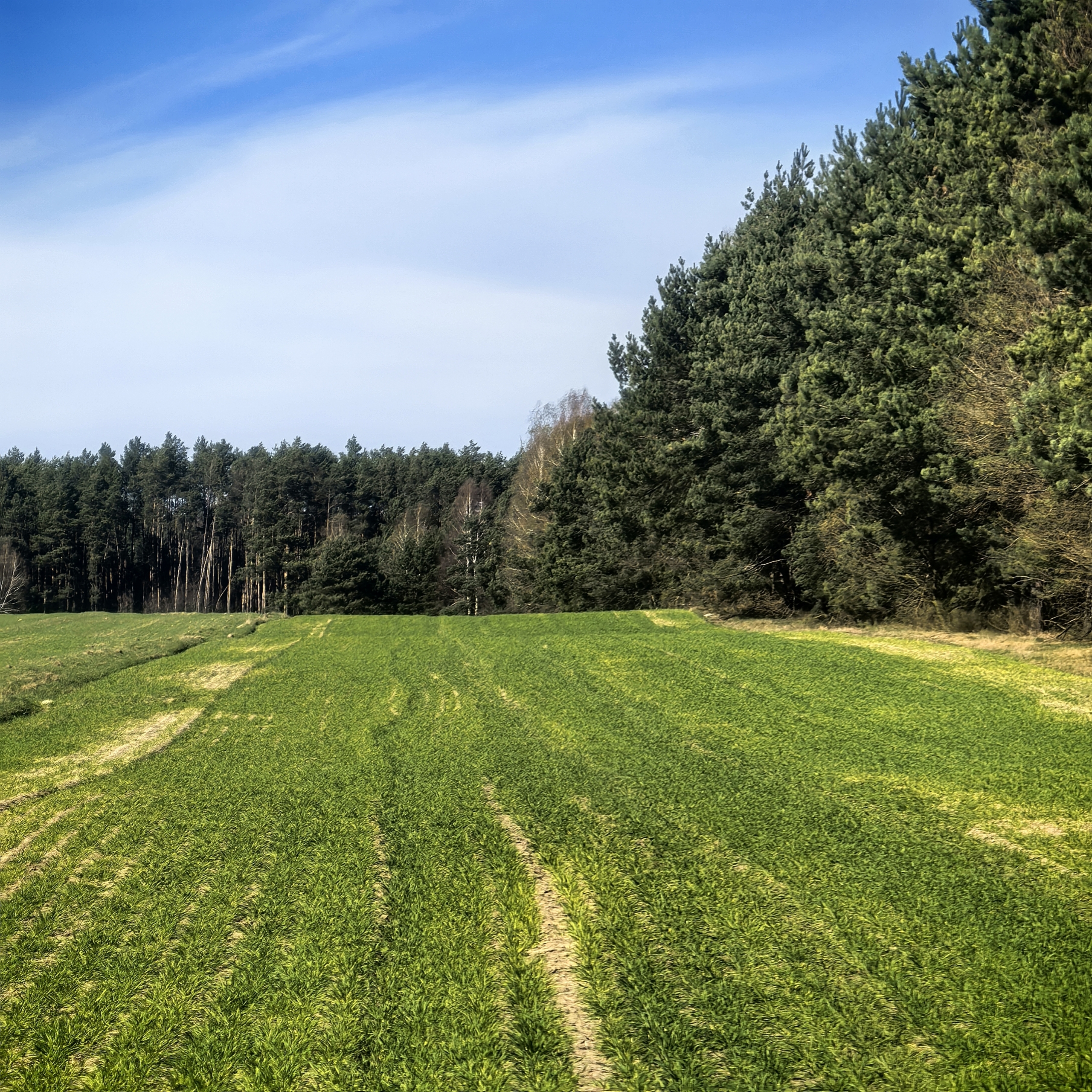 Zielona działka budowlano-rolna o powierzchni 1,34 ha w lesie, z drzewami w tle i błękitnym niebem.