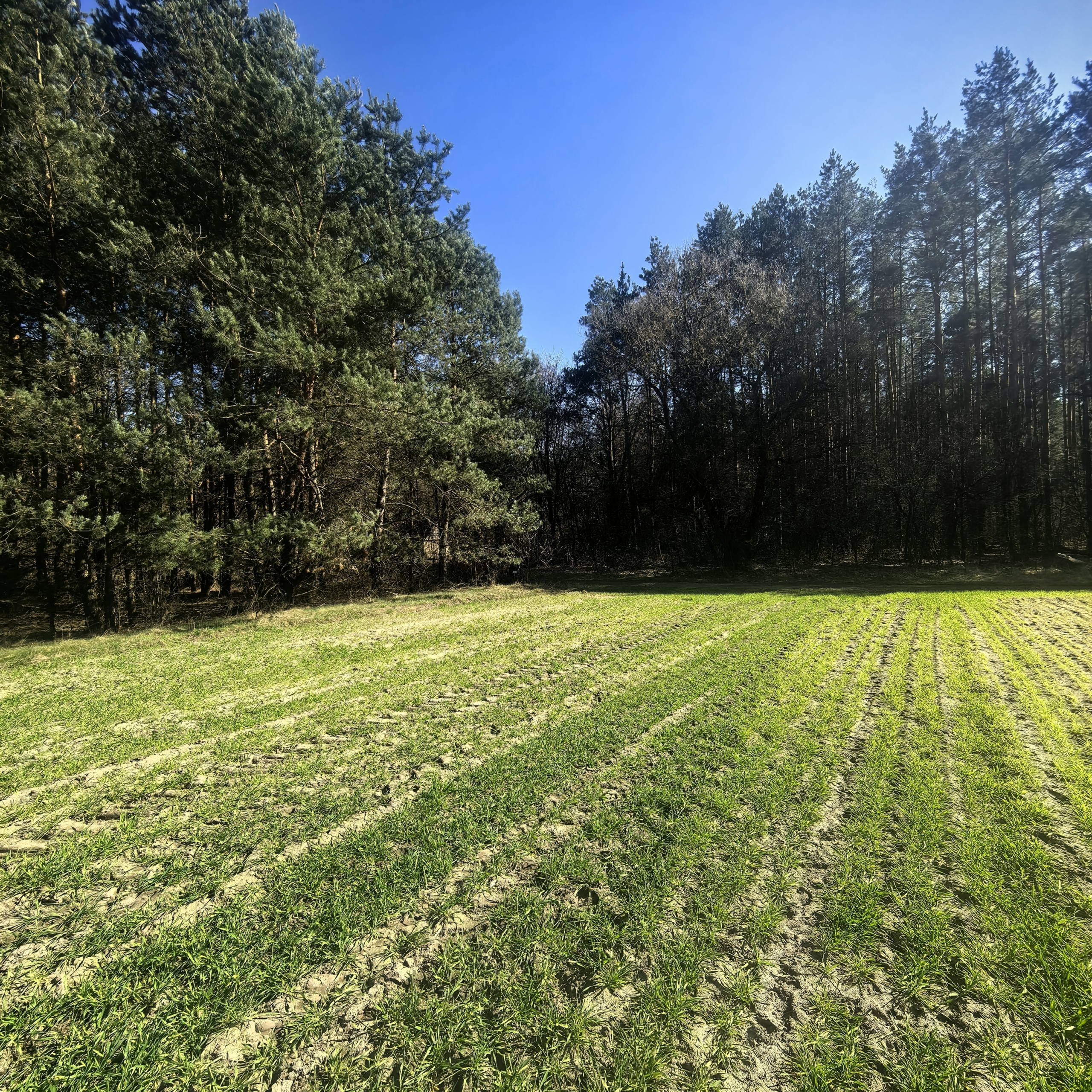 Zielona działka budowlano-rolna w lesie o powierzchni 1,34 ha, z widocznymi śladami upraw na polu i otaczającymi drzewami.