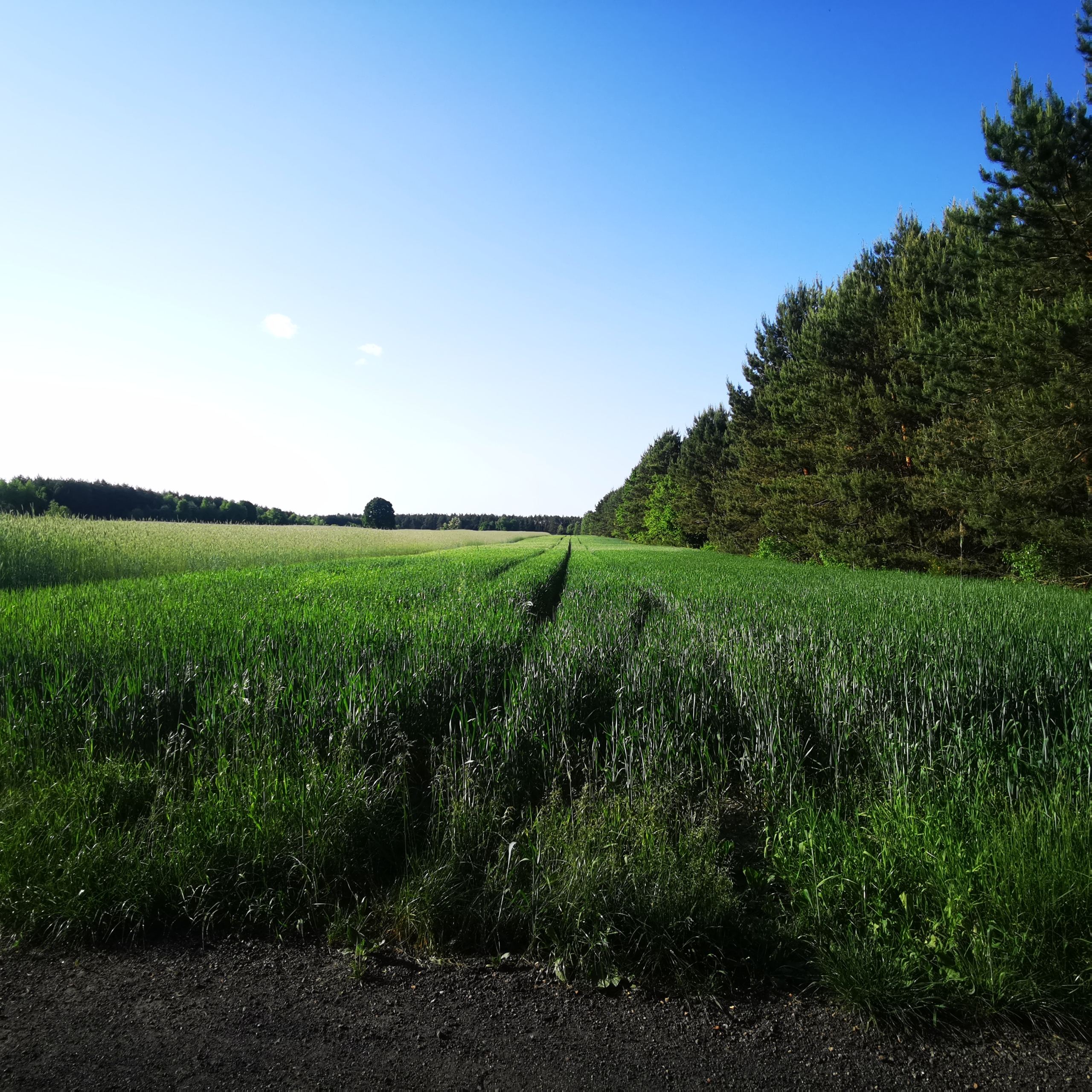 Zielona działka budowlano-rolna w lesie, 1,34 ha, z widokiem na pola i drzewa, idealna pod budowę domu.