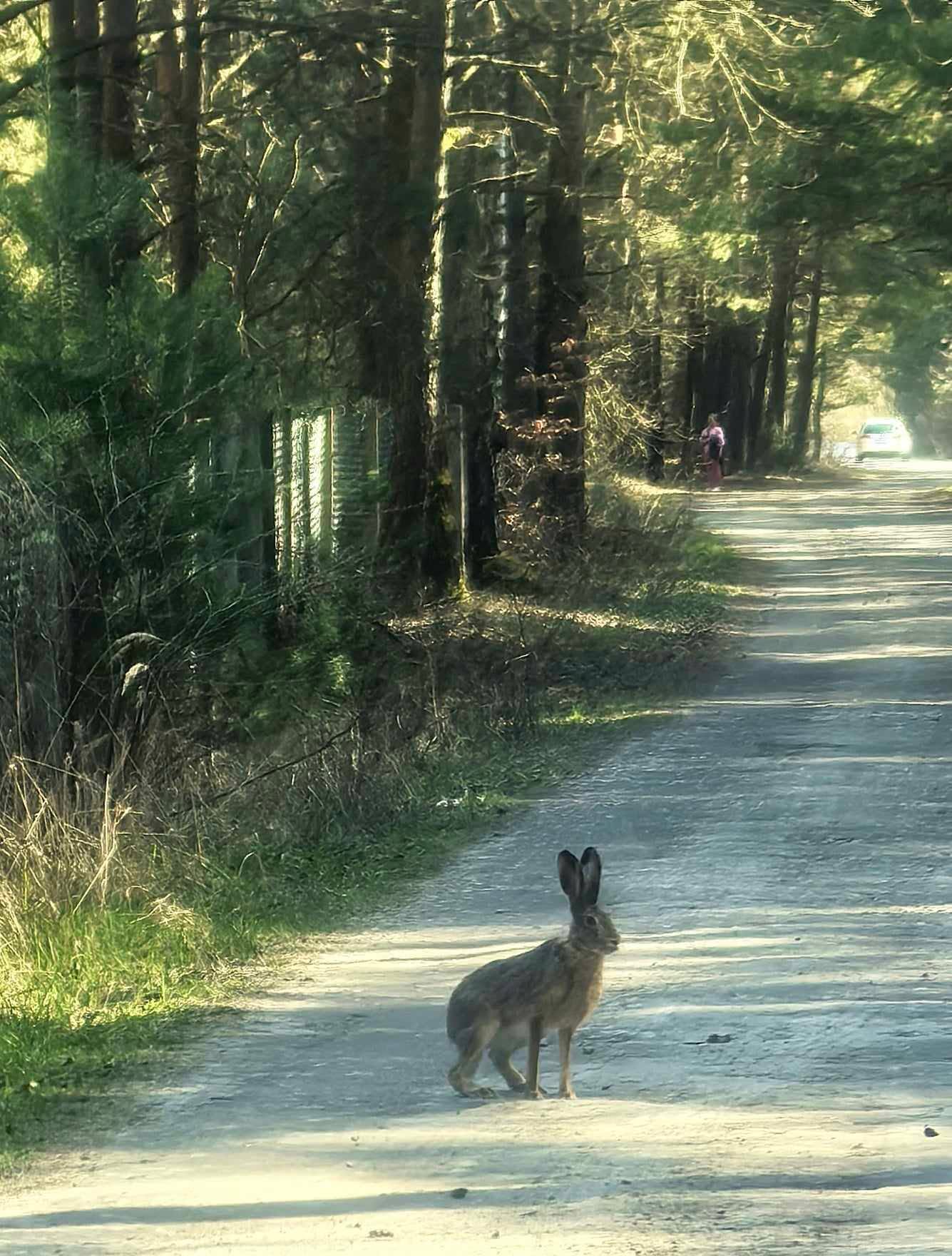 Zając na leśnej drodze, w tle drzewa i postać spacerująca.