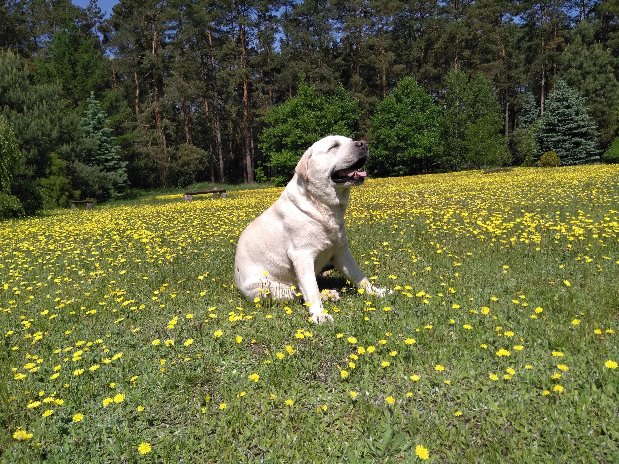 Labrador retriever siedzący na zielonej łące pełnej żółtych kwiatów, w tle drzewa i krzewy.